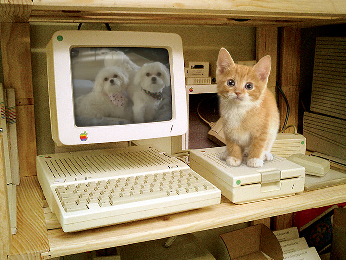 Computor  Meow  ziem .