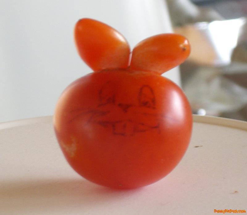 New GE Tomato, contains genes from bunny wabbits!