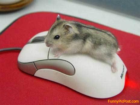 And  above  the  mouse  is  an ....... Australian 