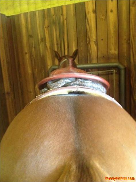 Look Under The Saddle !