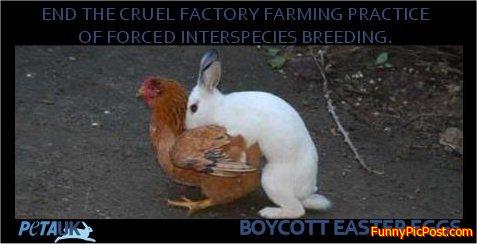 Buying easter eggs is funding animal cruelty. It h
