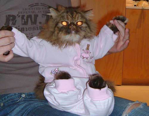 Cat in pajamas
