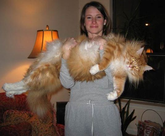 One big pussy, one little one....you be the judge.