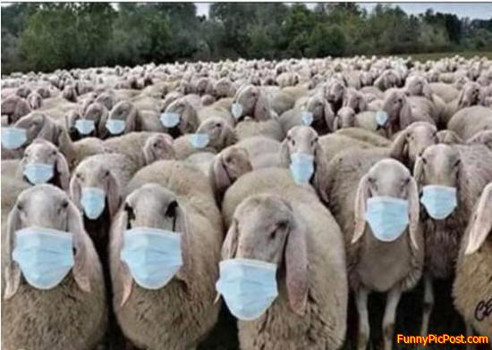 sheep don't actually wear masks because they're smarter than humans