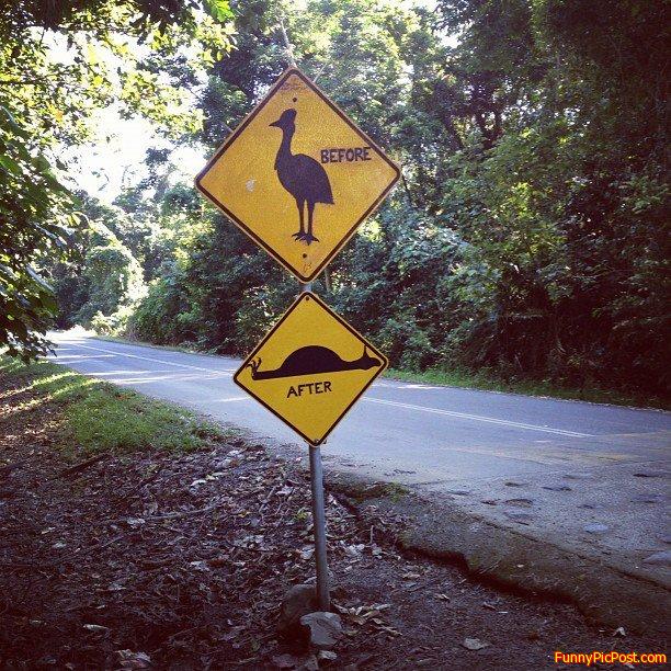 Watch  the  birdie