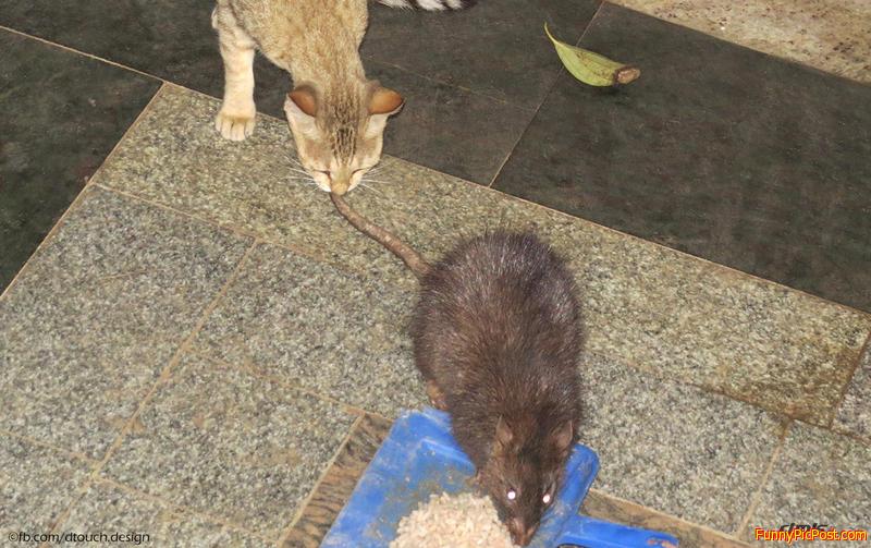 Tom n Jerry are now friends!!