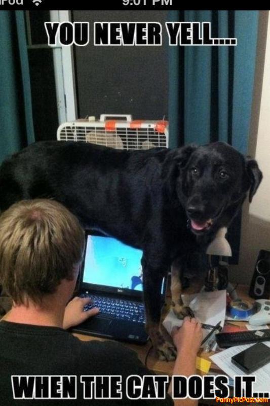 They never yell when the cat does it!