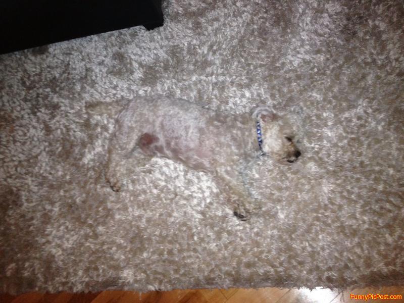 The Carpet Terrier once invisibly stalked the ruggy plains of shagland.