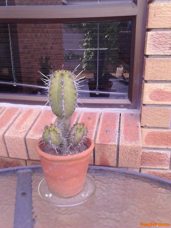 Funny Pic