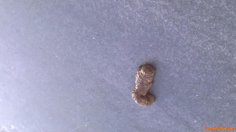 This is a bird turd