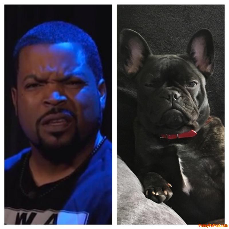 My French bulldog