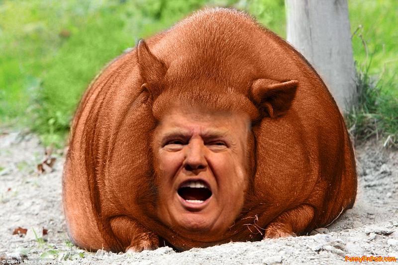 orange beast of the apocalypse