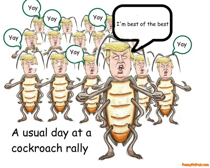 Cockroach Rally
