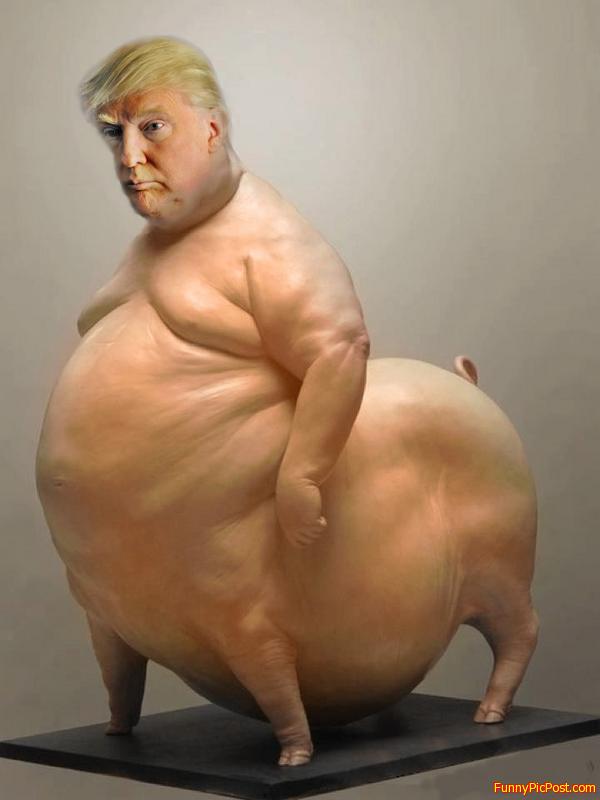 King of pigs