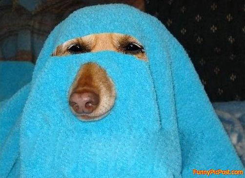 Funny Pic