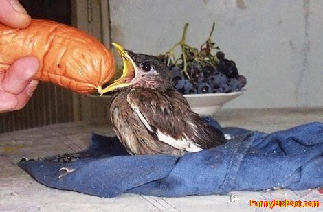 Funny Pic