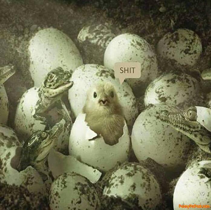 Funny Pic