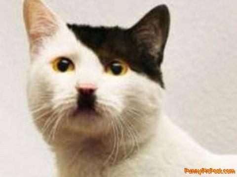 Kitler