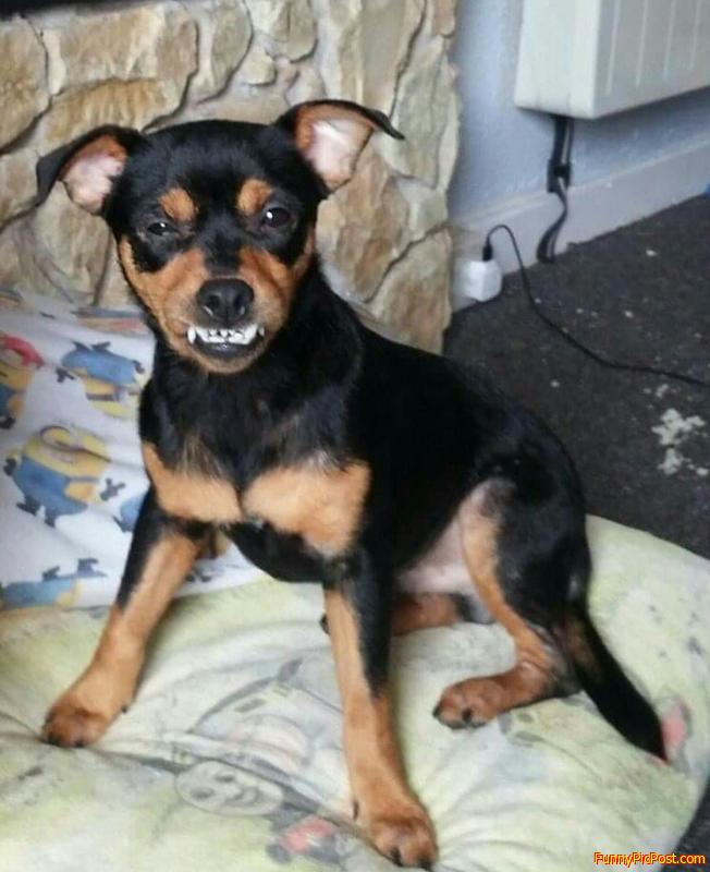 Happy dog