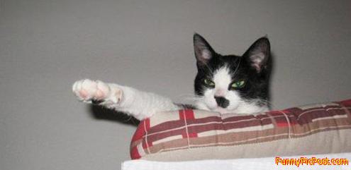 Funny Pic